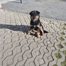 Psi i mačke traže odgovornost vlasnika i svakog od nas!