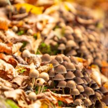 Javna tribina o budućnosti šuma i otvorenje izložbe fotografija