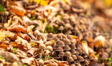 Javna tribina o budućnosti šuma i otvorenje izložbe fotografija