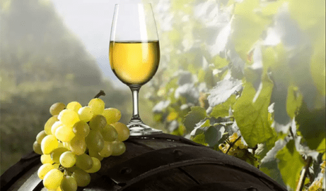 U tijeku je natječaj KZŽ za višegodišnje nasade vinove loze