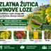ZLATNA ŽUTICA VINOVE LOZE – VAŽNA OBAVIJEST VLASNICIMA I POSJEDNICIMA VINOGRADA
